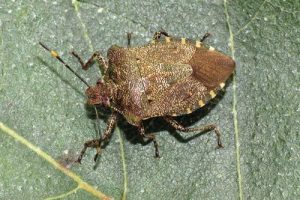 Bronze Shieldbug - Troilus luridus