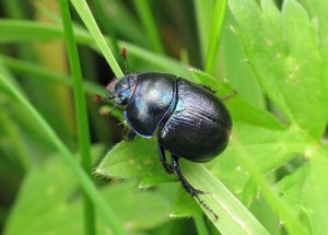 Anoplotrupes stercorosus - Woodland Dor Beetle