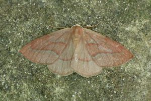 70.284 Barred Red - Hylaea fasciaria