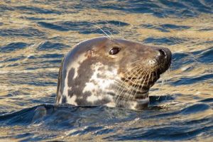 Grey Seal - Halichoerus grypus