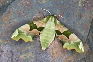69.001 Lime Hawk-moth - Mimas tiliae