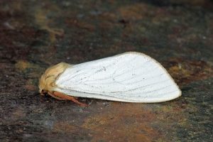 03.005 Ghost Moth - Hepialus humuli ♀