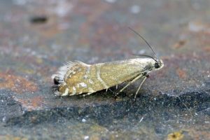 19.002 Speckled Fanner - Glyphipterix thrasonella