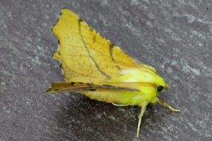 70.234 Canary-shouldered Thorn - Ennomos alniaria