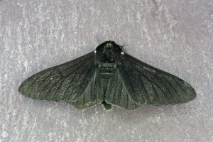 70.252 Peppered Moth - Biston betularia