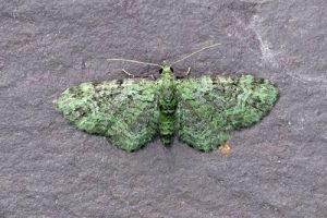 70.144 Green Pug - Pasiphila rectangulata
