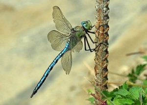 Emperor Dragonfly - Anax imperator