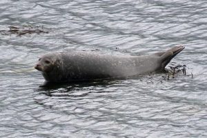 Harbour Seal - Phoca vitulina