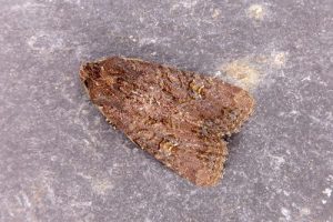 73.169 Common Rustic - Mesapamea secalis