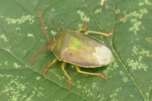 Gorse Shieldbug - Piezodorus lituratus