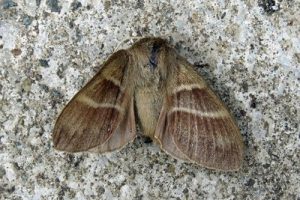 66.008 Fox Moth - Macrothylacia rubi