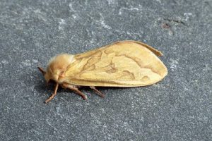 03.005 Ghost Moth - Hepialus humuli ♂