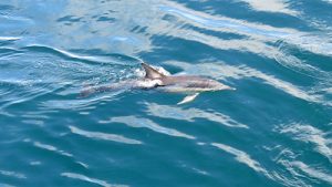 Common Dolphin - Delphinus delphis