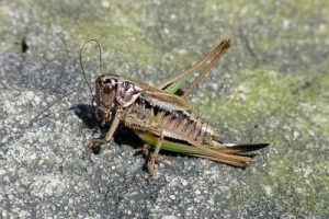 Bog Bush-cricket - Metrioptera brachyptera