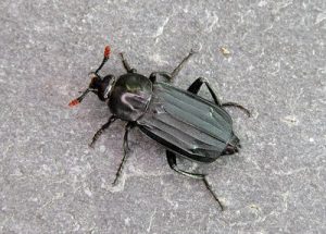 Necrodes littoralis - Shore Sexton Beetle