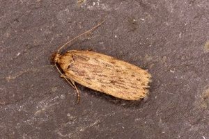 32.036 Parsnip Moth - Depressaria radiella