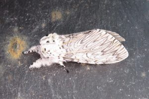 71.003 Puss Moth - Cerura vinula