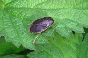Saucer Bug - Ilyocoris cimicoides