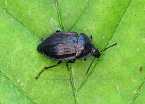 Silpha atrata - Black Snail Beetle