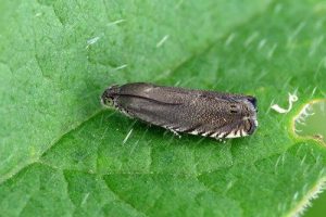 49.324 Pea Moth - Cydia nigricana