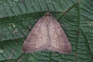 70.282 Early Moth - Theria primaria