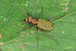 Cicindela campestris - Green Tiger Beetle