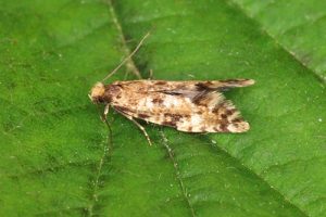 12.016 Cork Moth - Nemapogon cloacella