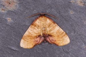 70.224 Scorched Wing - Plagodis dolabraria