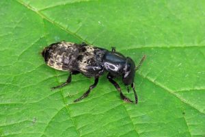 Creophilus maxillosus - Carrion Beetle