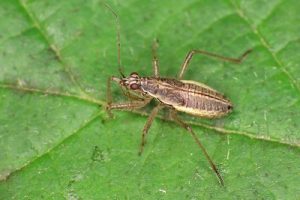 Broad Damsel Bug - Nabis flavomarginatus
