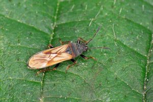 European Cinchbug - Ischnodemus sabuleti