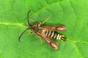 52.014 Six-belted Clearwing - Bembecia ichneumoniformis