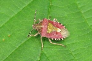 Hairy Shieldbug - Dolycoris baccarum