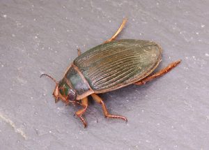 Great Diving Beetle - Dytiscus marginalis