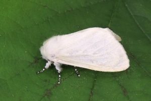 72.009 White Satin Moth - Leucoma salicis