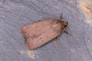 73.064 Mouse Moth - Amphipyra tragopoginis