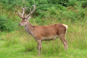 Red Deer - Cervus elaphus