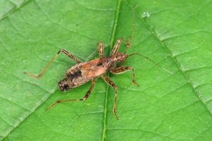 Tree Damsel Bug - Himacerus apterus