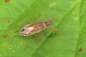 Common Damselbug - Nabis rugosus