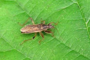 Grey Damsel Bug - Himacerus major