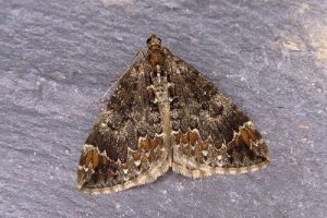 70.097 Common Marbled Carpet - Dysstroma truncata