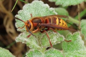 Bees, Wasps, Sawflies and Ants