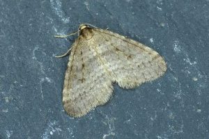 70.106 Winter Moth - Operophtera brumata
