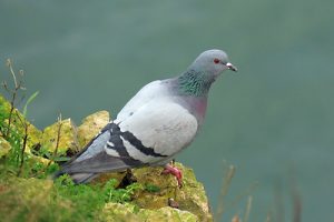 Feral Pigeon - Columba livia