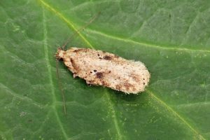 32.017 Brindled Flat-body - Agonopterix arenella