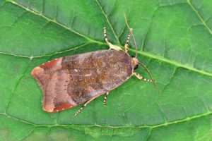73.348 Lesser Broad-bordered Yellow Underwing - Noctua janthe