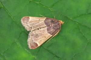 62.072 Meal Moth - Pyralis farinalis