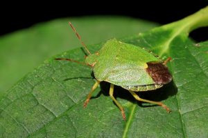 Green Shieldbug - Palomena prasina