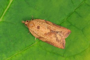 49.039 Light Brown Apple Moth - Epiphyas postvittana