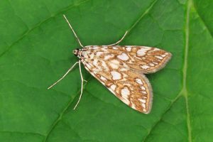 63.114 Brown China-mark - Elophila nymphaeata
